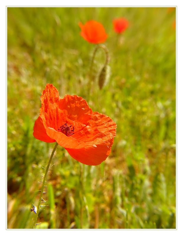 mak vlčí Papaver rhoeas L.