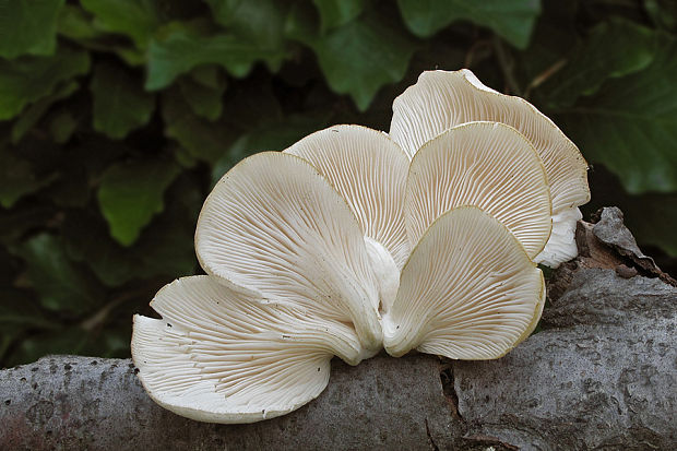 hliva buková Pleurotus pulmonarius (Fr.) Quél.