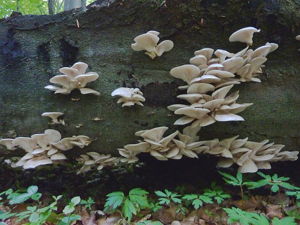 hliva buková Pleurotus pulmonarius (Fr.) Quél.