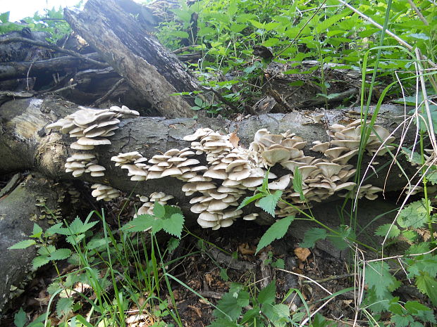 hliva buková Pleurotus pulmonarius (Fr.) Quél.