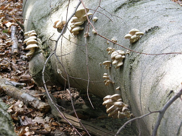 hliva buková Pleurotus pulmonarius (Fr.) Quél.