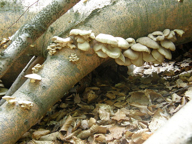 hliva buková Pleurotus pulmonarius (Fr.) Quél.