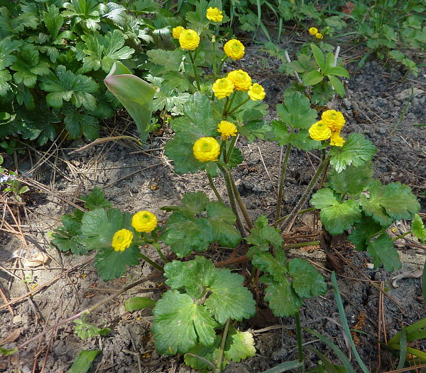 iskerník plazivý Ranunculus repens var. pleniflorus L.