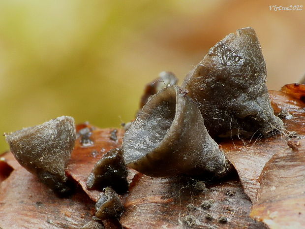 jahňadka smreková Rutstroemia bulgarioides (P. Karst.) P. Karst.