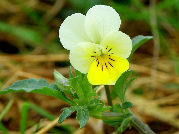 fialka roľná Viola arvensis Murray