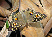 junonia lemonias 