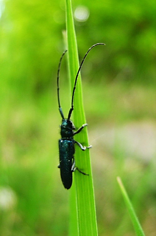 fúzač   Agapanthia intermedia