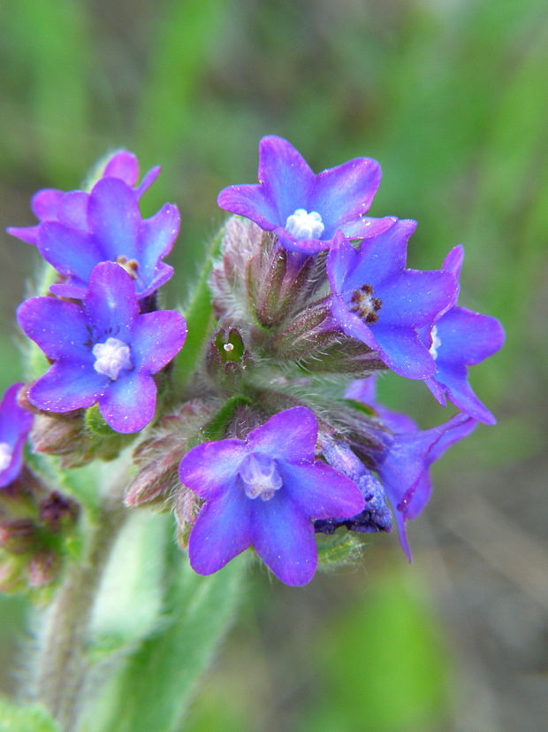 smohla lekárska Anchusa officinalis L.