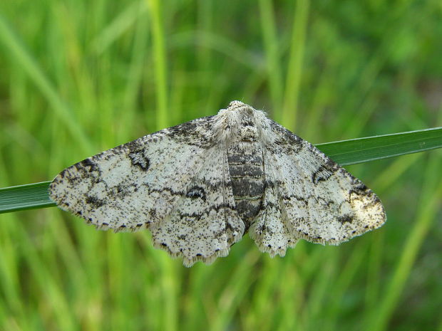 kôrovka palinova Ascotis selenaria