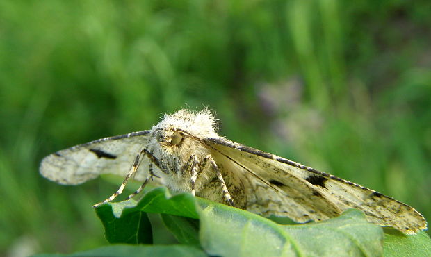 kôrovka palinová Ascotis selenaria