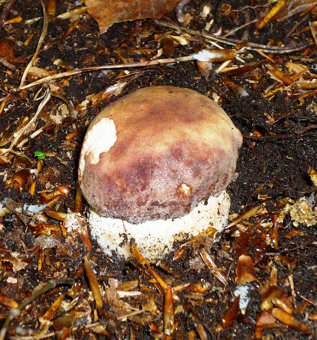 hríb sosnový Boletus pinophilus Pil. et Dermek in Pil.