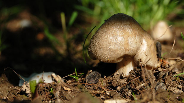 čirůvka májovka Calocybe gambosa  (Fr.) Donk