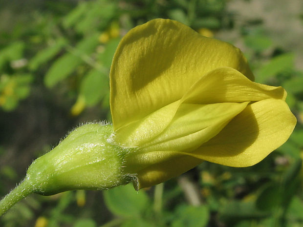 karagana stromovitá Caragana arborescens Lam.