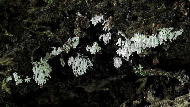 rohačka kríčkovitá Ceratiomyxa fruticulosa var. fruticulosa (O.F. Müll.) T. Macbr