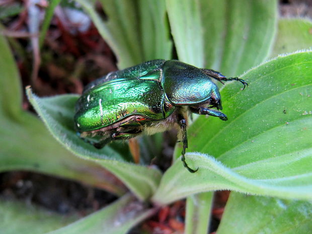 zlaton obycajny Cetonia aurata