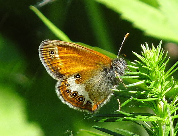 očkáň medničkový Coenonympha arcania