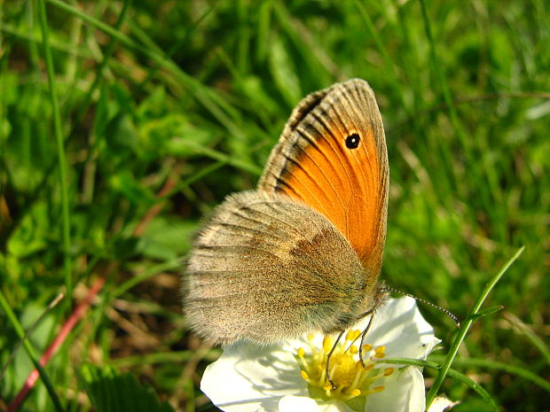 očkáň pohánkový Coenonympha pamphilus