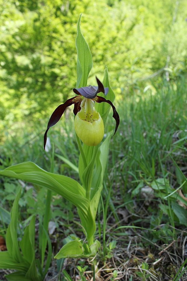 črievičník papučkový Cypripedium calceolus L.