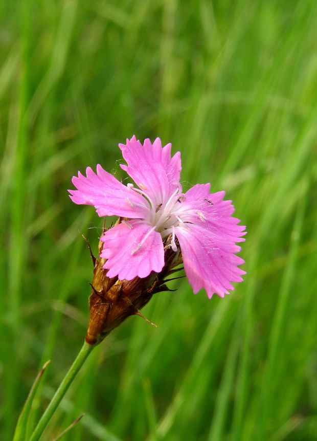 klinček kartuziánsky Dianthus carthusianorum L.