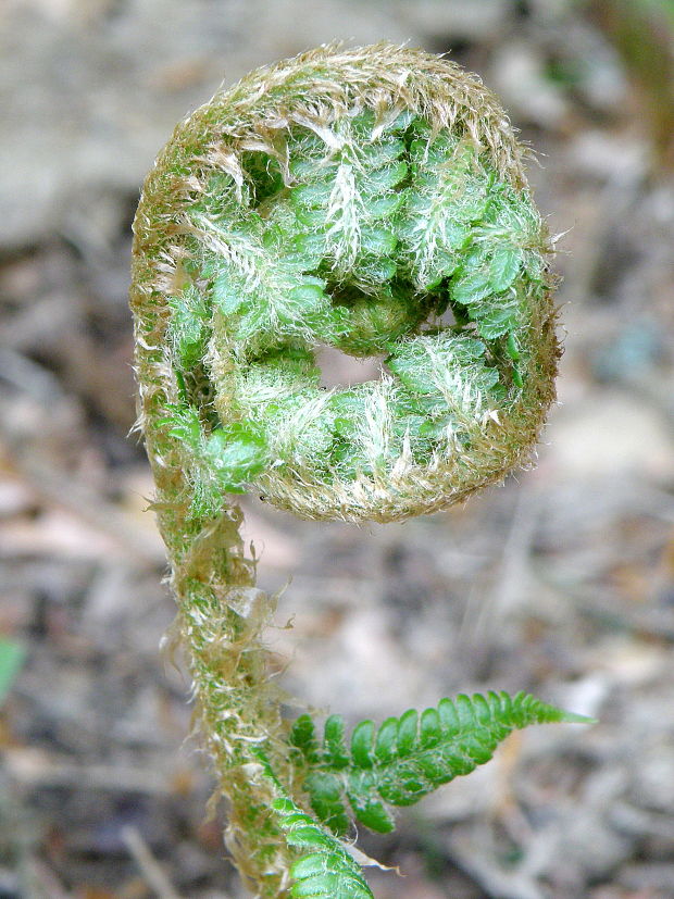 papraď samčia Dryopteris filix-mas (L.) Schott