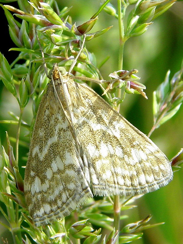 víjačka obilná  Evergestis frumentalis