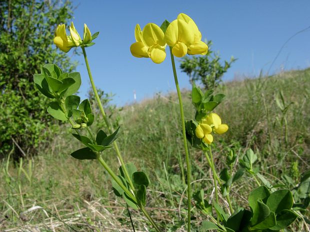 ľadenec rožkatý Lotus corniculatus L.