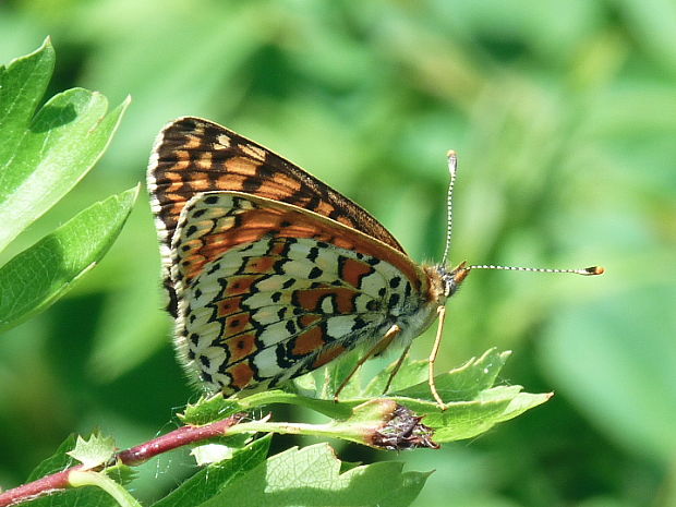 hnedáčik mriežkovaný Melitaea cinxia