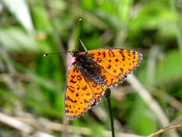 hnedáčik pyštekový Melitaea didyma