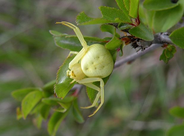 kvetárik dvojtvarý Misumena vatia