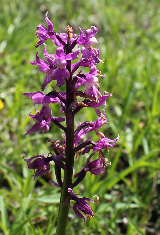 vstavač mužsky x vstavač bledý Orchis mascula x Orchis pallens