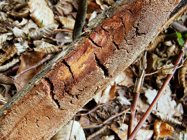 ohňovec Phellinus sp.