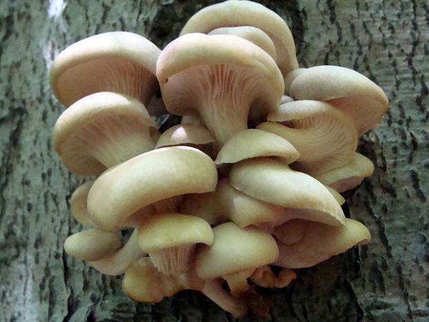 hliva buková Pleurotus pulmonarius (Fr.) Quél.