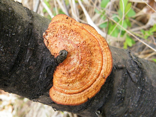 červenica rumelková Pycnoporus cinnabarinus (Jacq.) P. Karst.