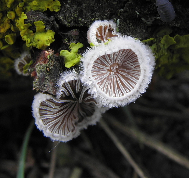 klanolupeňovka obyčajná Schizophyllum commune Fr.