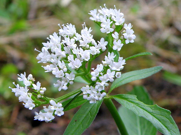 valeriána trojená Valeriana tripteris L.