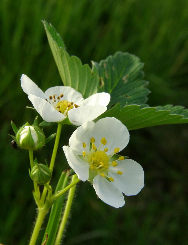 jahoda lesná