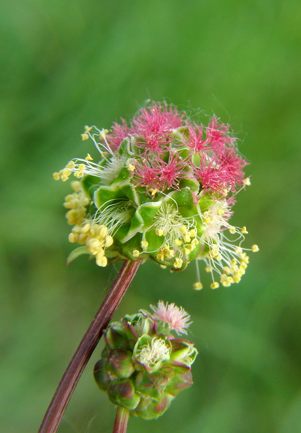 krvavec menší sanguisorba minor Scop.