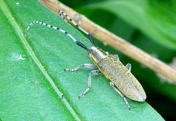 vrzúnik úzkoštíty  Agapanthia villosoviridescens