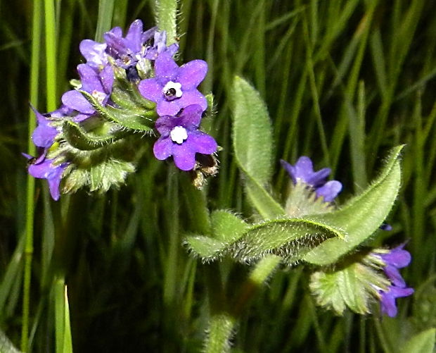 smohla lekárska Anchusa officinalis L.