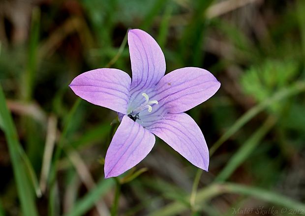 zvonček konáristý Campanula patula L.