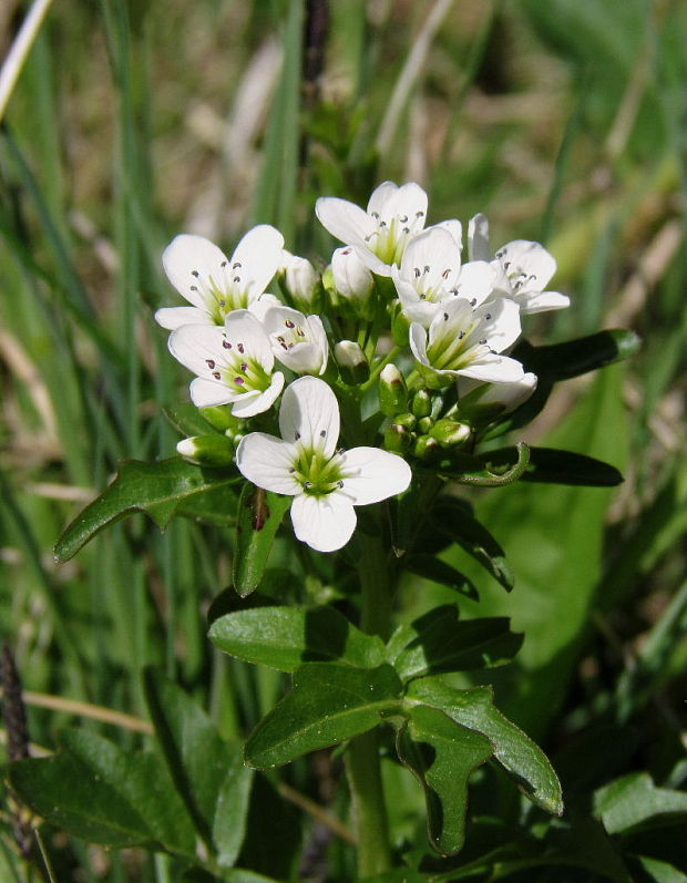 žerušnica horká Cardamine amara L.