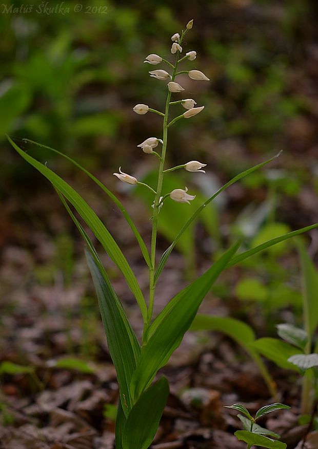 prilbovka dlholistá Cephalanthera longifolia (L.) Fritsch