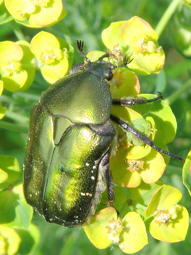 zlatoň obyčajný  Cetonia aurata