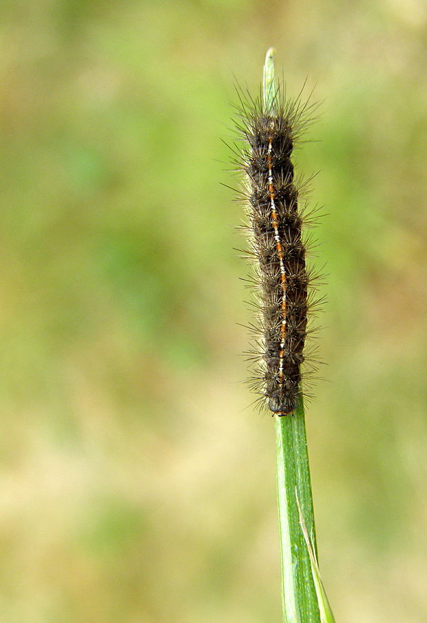 spriadač chrastavcový Diacrisia sannio (Linnaeus 1758)