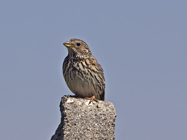 strnádka lúčna  Emberiza calandra