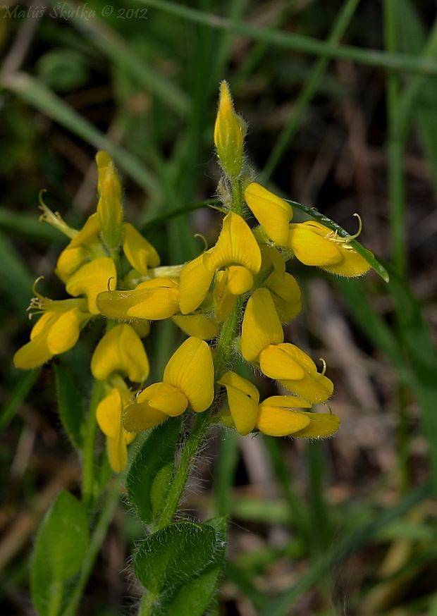 kručinka nemecká Genista germanica L.