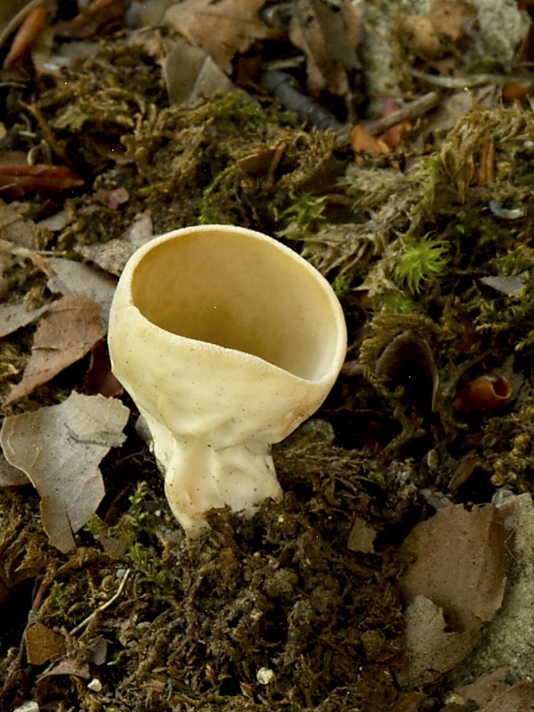 chriapač kalíškovitý Helvella acetabulum (L.) Quél.