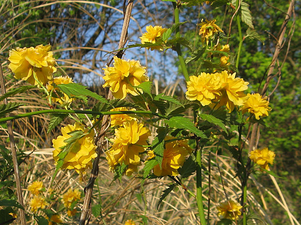 kéria japonská Kerria japonica (L.) DC.