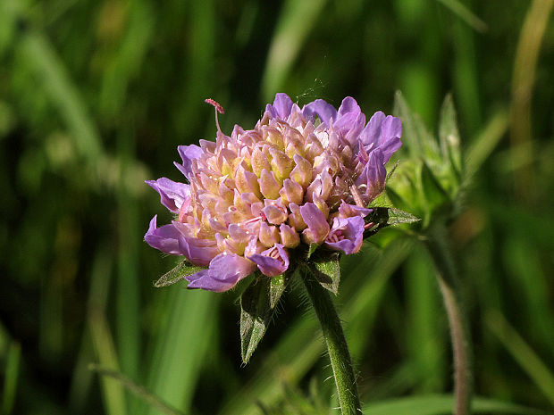 chrastavec roľný Knautia arvensis (L.) Coult.