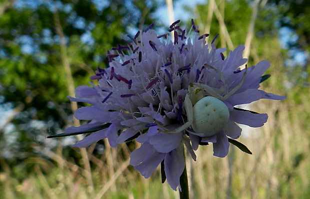 kvetárik dvojtvarý Misumena vatia